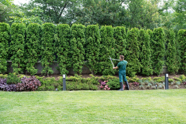 Reliable Mifflinburg, PA Tree Removal and Landscaping Services Solutions